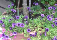 Terrasse 1